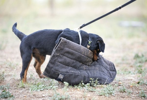 Optimisez votre sécurité avec l'accompagnement mase